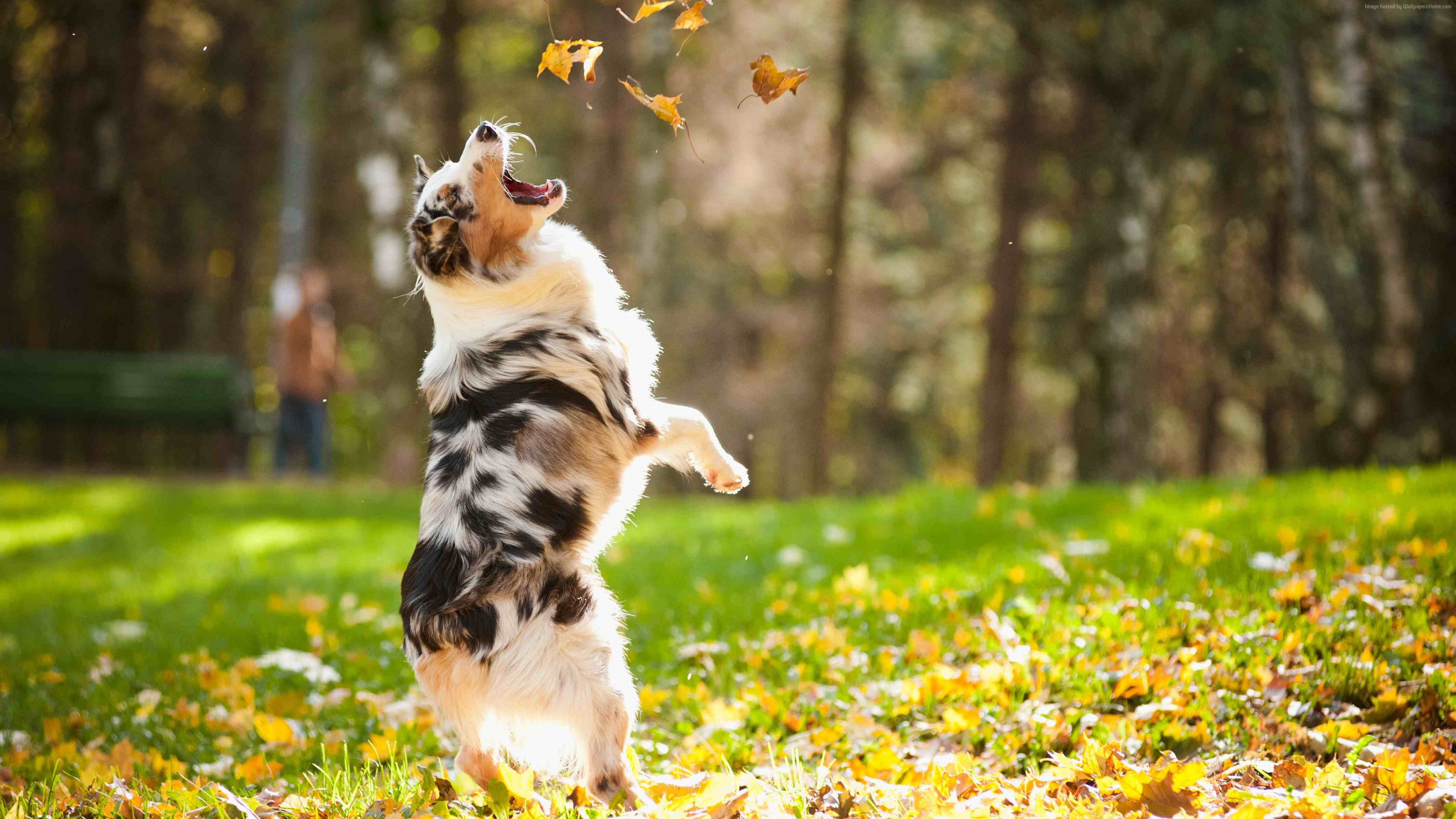 Wallpaper Dog, puppy, jumping, leaves, autumn, pet, green grass, park, Animals